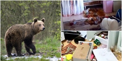 Dereli Tepeköy’de Ayı Tehdidi, Vatandaşlar Tedirgin